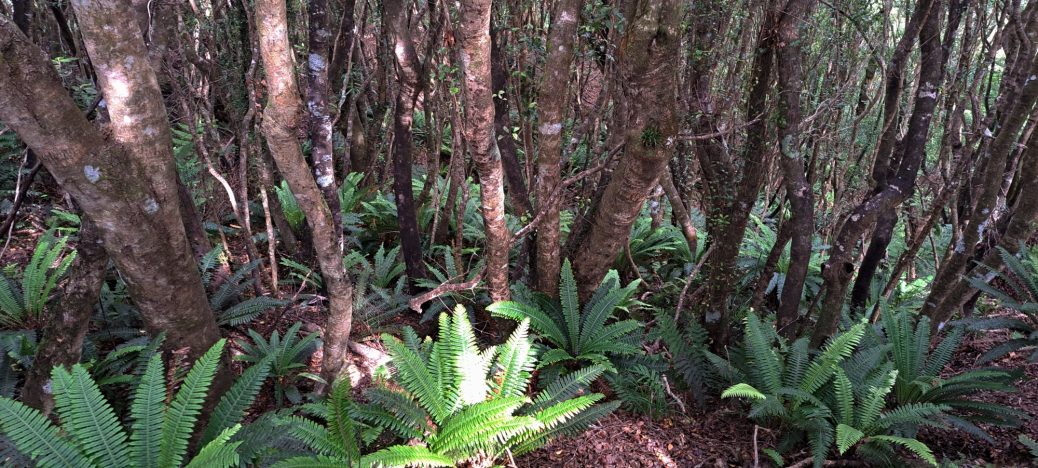 Dense native forest inside Harry Todd Recreation Reserve - 2026 - © wainuiomata.net