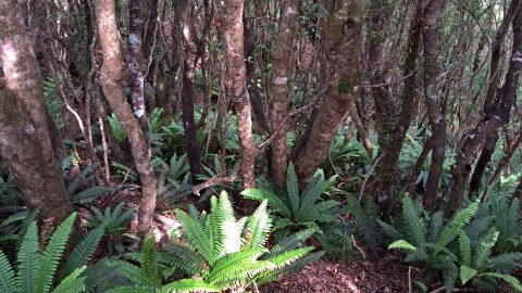 Dense native forest inside Harry Todd Recreation Reserve - 2026 - © wainuiomata.net