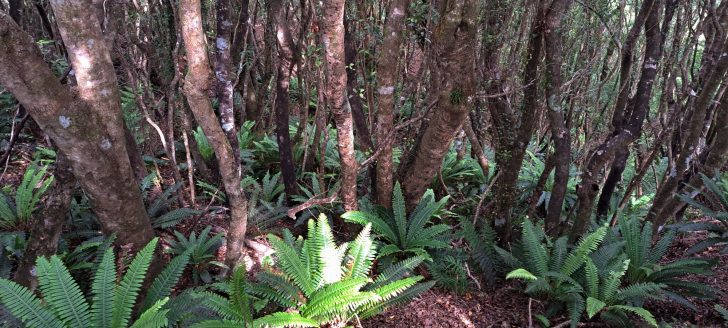 Dense native forest inside Harry Todd Recreation Reserve - 2026 - © wainuiomata.net
