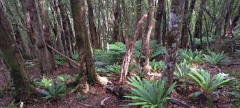 Native forest inside Harry Todd Recreation Reserve - 2026 - © wainuiomata.net
