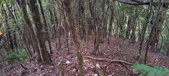 Spur inside Harry Todd Recreation Reserve - 2026 - © wainuiomata.net