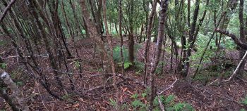 Plateau on hillside inside Harry Todd Recreation Reserve - 2026 - © wainuiomata.net