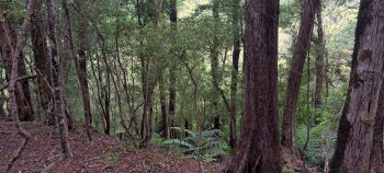 Plateau on hillside inside Harry Todd Recreation Reserve - 2026 - © wainuiomata.net