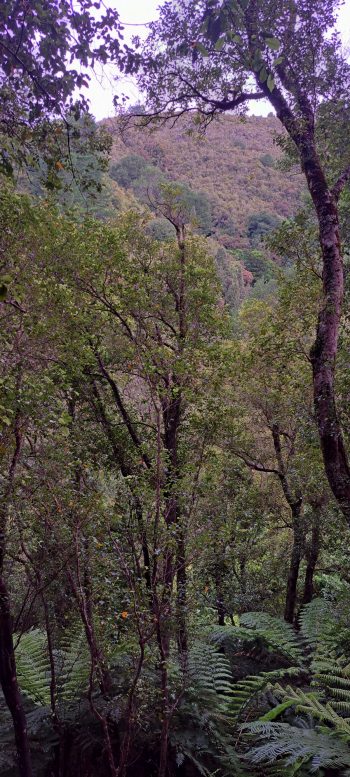 Large gully in Harry Todd Recreation Reserve - 2026 - © wainuiomata.net