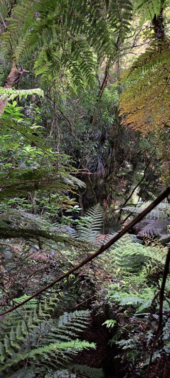 Steep hillside in Harry Todd Recreation Reserve - 2026 - © wainuiomata.net