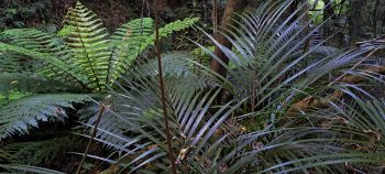 Palm and fern in Harry Todd Recreation Reserve - 2026 - © wainuiomata.net