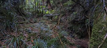 Creek bed in Harry Todd Recreation Reserve - 2026 - © wainuiomata.net