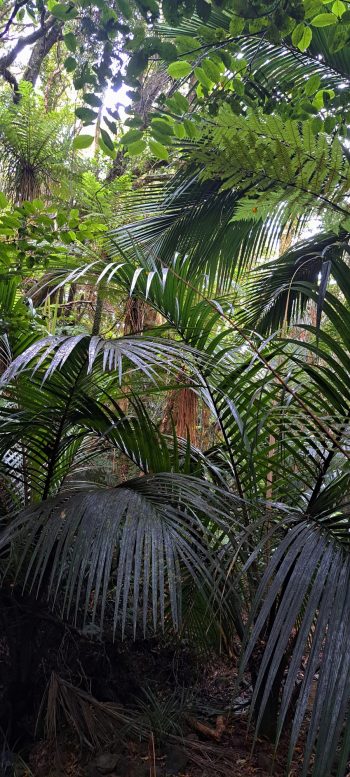 Nikau Palms in Harry Todd Recreation Reserve - 2026 - © wainuiomata.net