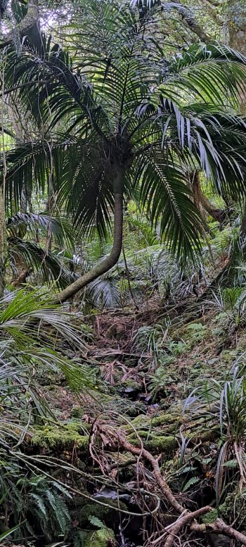 Nikau Palm in Harry Todd Recreation Reserve - 2026 - © wainuiomata.net