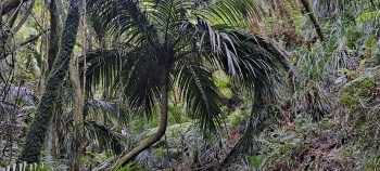 Nikau Palm in Harry Todd Recreation Reserve - 2026 - © wainuiomata.net