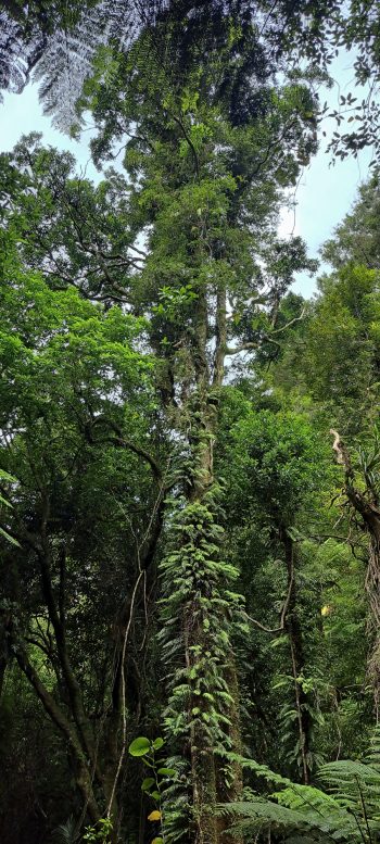 Mature trees in Harry Todd Recreation Reserve - 2026 - © wainuiomata.net