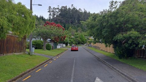 Willis Grove - 2026 - © wainuiomata.net