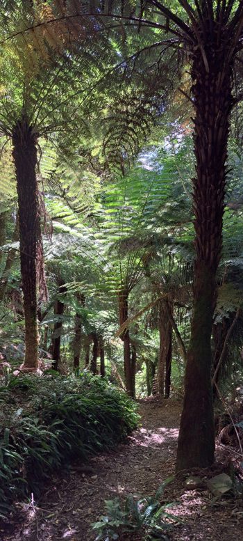 Harry Todd Track - 2026 - © wainuiomata.net