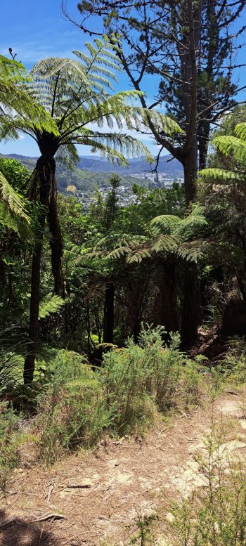 Harry Todd Track - 2026 - © wainuiomata.net