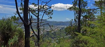 View from the Harry Todd Track - 2026 - © wainuiomata.net
