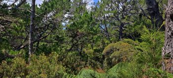 Pine trees in the Harry Todd Recreation Reserve - 2026 - © wainuiomata.net