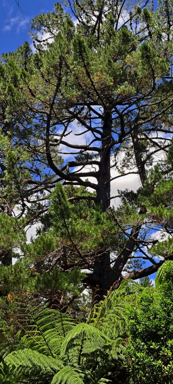Old pine tree in the Harry Todd Recreation Reserve - 2026 - © wainuiomata.net