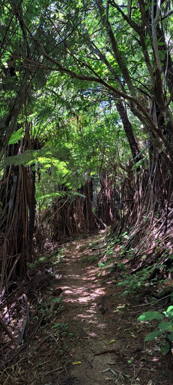 Harry Todd Track - 2026 - © wainuiomata.net