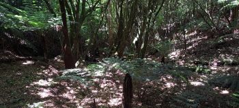 Beginning of a gully in the Harry Todd Recreation Reserve - 2026 - © wainuiomata.net