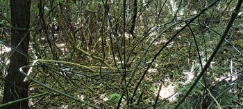 Supplejack in the Harry Todd Recreation Reserve - 2026 - © wainuiomata.net