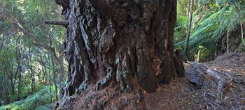 Girth of an old pine tree in the Harry Todd Recreation Reserve - 2026 - © wainuiomata.net