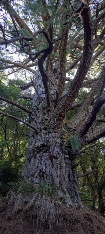 Old pine tree in the Harry Todd Recreation Reserve - 2026 - © wainuiomata.net