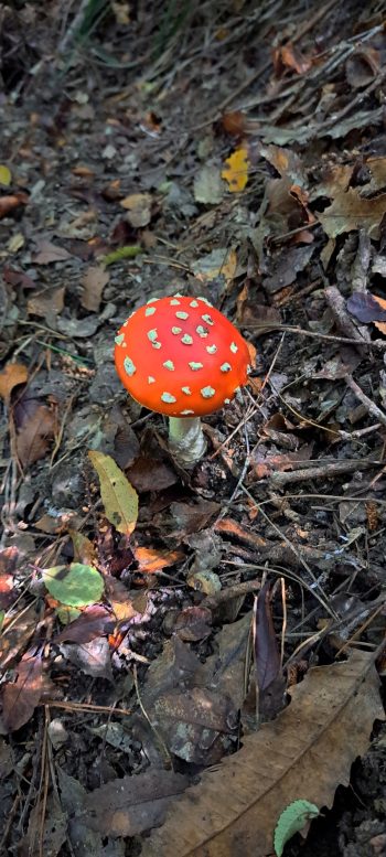 Toadstool in the Harry Todd Recreation Reserve - 2026 - © wainuiomata.net