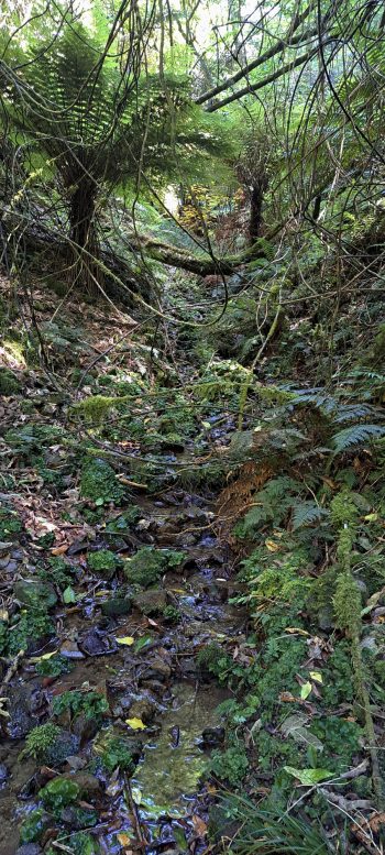 Creek bed in the Harry Todd Recreation Reserve - 2026 - © wainuiomata.net