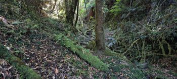 Creek bed in the Harry Todd Recreation Reserve - 2026 - © wainuiomata.net