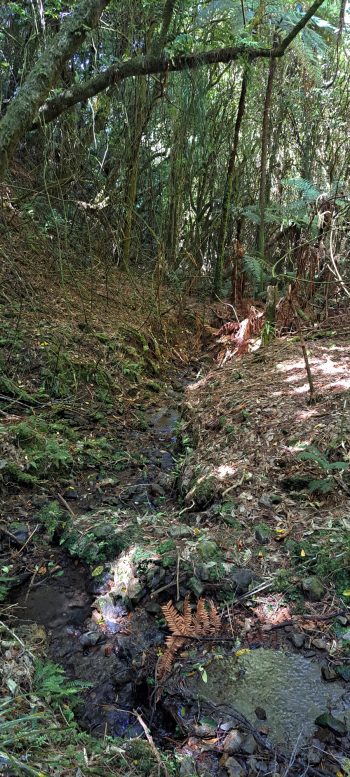 Creek bed in the Harry Todd Recreation Reserve - 2026 - © wainuiomata.net