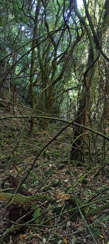 Supplejack in the Harry Todd Recreation Reserve - 2026 - © wainuiomata.net