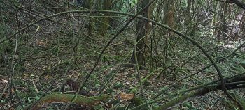 Supplejack in the Harry Todd Recreation Reserve - 2026 - © wainuiomata.net