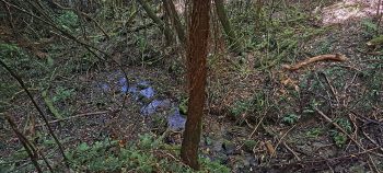 Supplejack and creek bed in the Harry Todd Recreation Reserve - 2026 - © wainuiomata.net