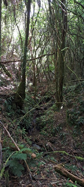 Creek bed in the Harry Todd Recreation Reserve - 2026 - © wainuiomata.net