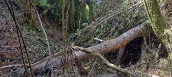 Fallen Lancewoof in the Harry Todd Recreation Reserve - 2026 - © wainuiomata.net