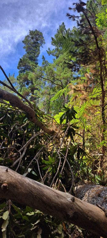 Fallen tree in the Harry Todd Recreation Reserve - 2026 - © wainuiomata.net