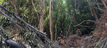 Fallen pine across a creek bed in the Harry Todd Recreation Reserve - 2026 - © wainuiomata.net
