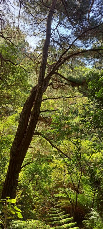Tree and vegetation in the Harry Todd Recreation Reserve - 2026 - © wainuiomata.net