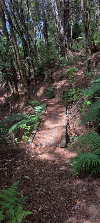 Harry Todd Track - 2026 - © wainuiomata.net