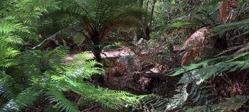 Harry Todd Track footbridge - 2026 - © wainuiomata.net
