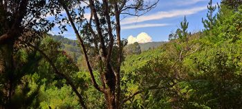 View from the Harry Todd Track - 2026 - © wainuiomata.net