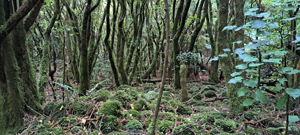 Nikau Creek Gully - 2026 - © wainuiomata.net