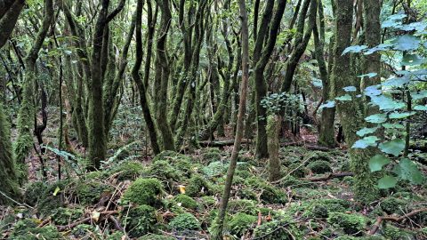 Nikau Creek Gully - 2026 - © wainuiomata.net