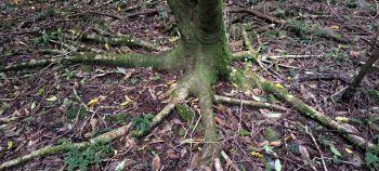 Buttress Roots - 2026 - © wainuiomata.net