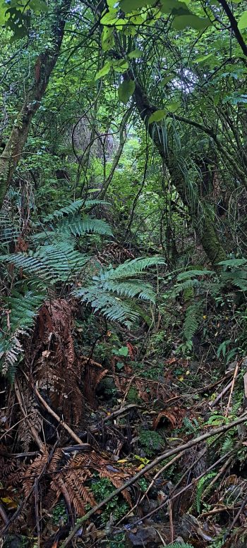 Tributary of Nikau Creek - 2026 - © wainuiomata.net