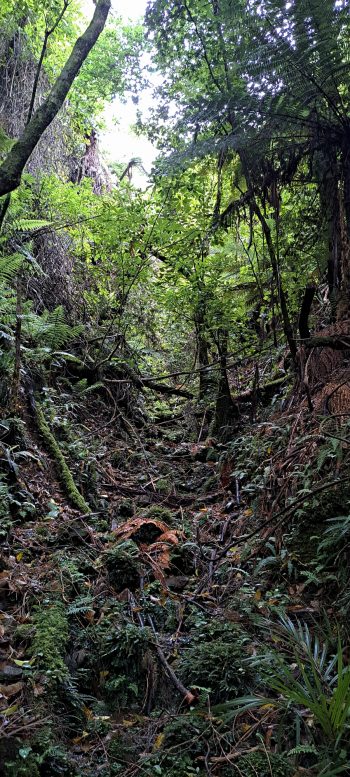 Tributary of Nikau Creek - 2026 - © wainuiomata.net