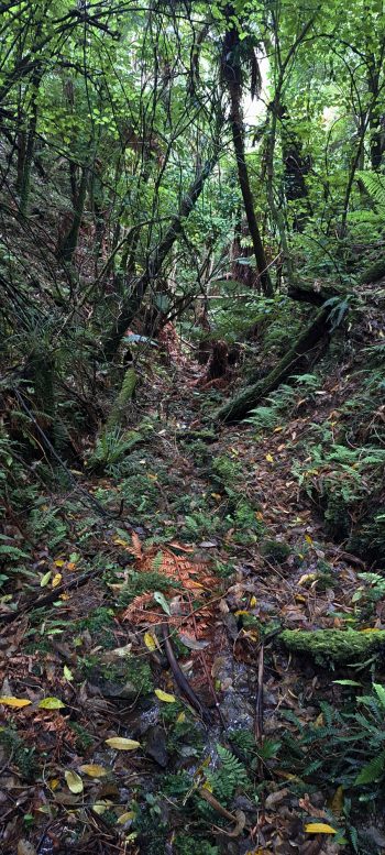 Tributary of Nikau Creek - 2026 - © wainuiomata.net