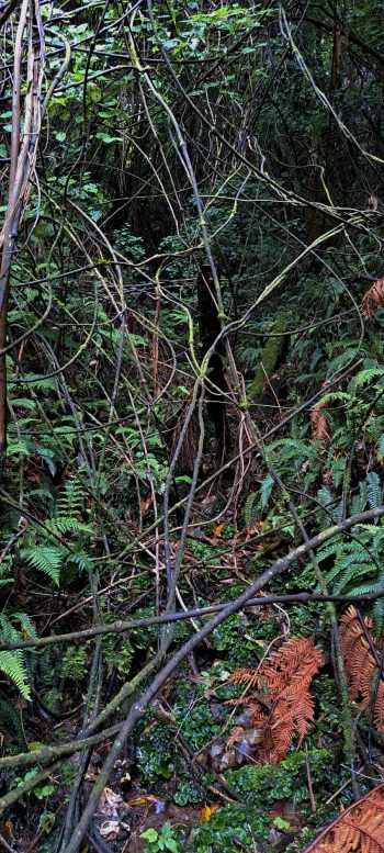 Tributary of Nikau Creek - 2026 - © wainuiomata.net