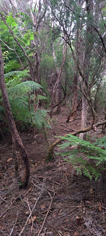 Old track atop ridge at Nikau Creek Gully - 2026 - © wainuiomata.net