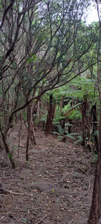 Old track atop ridge at Nikau Creek Gully - 2026 - © wainuiomata.net